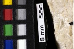 Foto (Detailansicht) von Galatheoidea indet. (NHMW-GEO-1990-0041-0129)